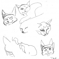 Life drawings of a cat in ink